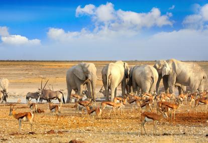 Etosha NP Voyage de Noce en Namibie