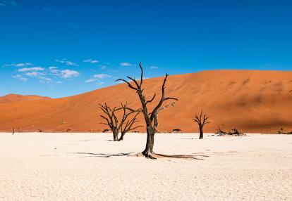 Deadvlei, Sossusvlei Voyage de Noce en Namibie