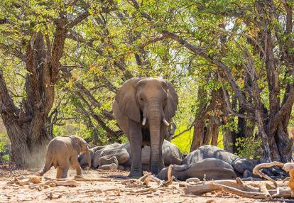 Aba Huab Voyage en Namibie - Visions Australes