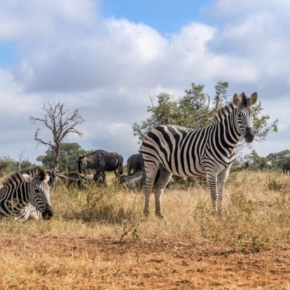 Safari en Afrique du Sud : Classic Africa