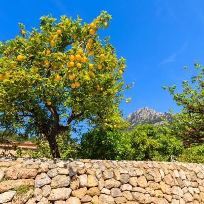 Voyage aux Baléares : Découverte à Pied de la Tramuntana