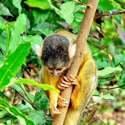 Voyage en Bolivie : Grands Parcs Boliviens
