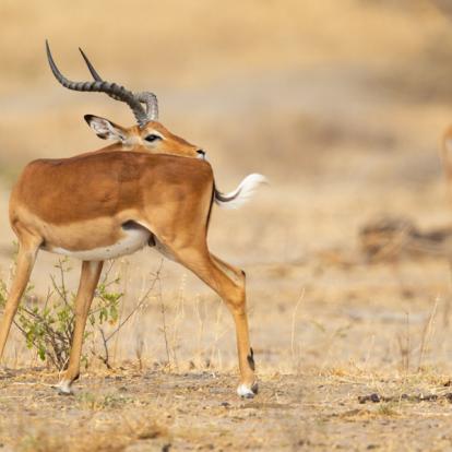 Voyage au Botswana : Les Déserts du Botswana