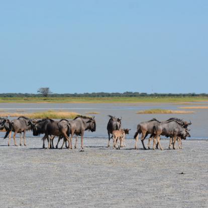 Voyage au Botswana : Les Déserts du Botswana