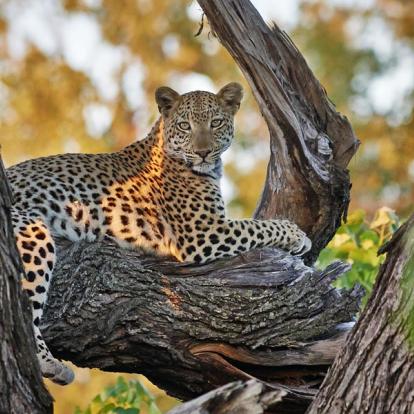 Voyage au Botswana : Safari Guidé au Botswana