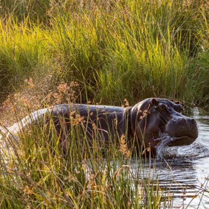 Voyage au Botswana : Safari Guidé au Botswana
