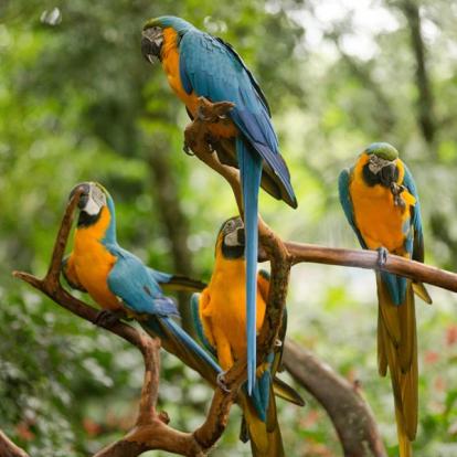 Pantanal - aras Bleu et jaunes Voyage au Brésil : A la rencontre du Jaguar dans le Pantanal