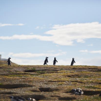 Voyage au Chili : Entre Déserts, Glaciers et Moais
