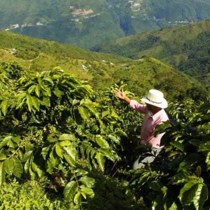 Voyage en Colombie: Culture du café à la Saveur Caribéenne