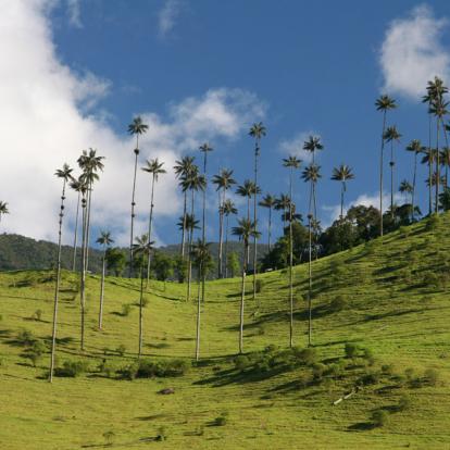 Circuit en Colombie: Culture du café à la Saveur Caribéenne
