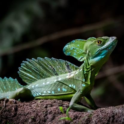 Voyage Costa Rica : Des Caraïbes au Pacifique