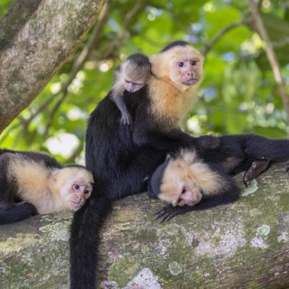 Circuit au Costa Rica : Découverte Nature au pays du Quetzal