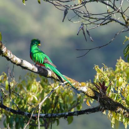Circuit au Costa Rica : Découverte Nature au pays du Quetzal