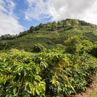 Voyage au Costa Rica : Découverte Nature au pays du Quetzal