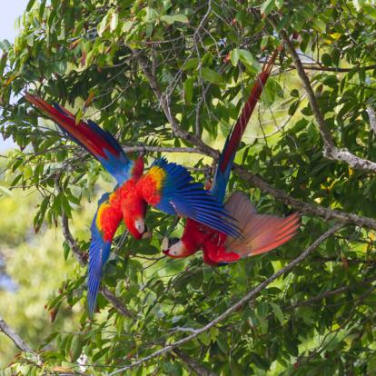 Voyage au Costa Rica : Faune et Flore