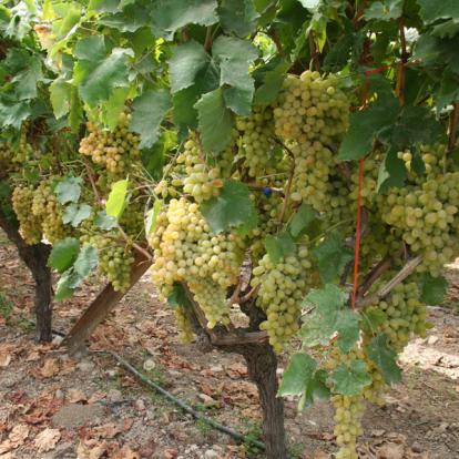 Vignes en Crète Voyage en Crète - La Route des Vins Crétois