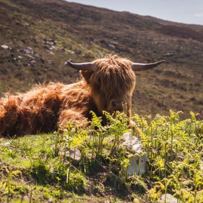 Voyage en Ecosse: Découverte des Highlands