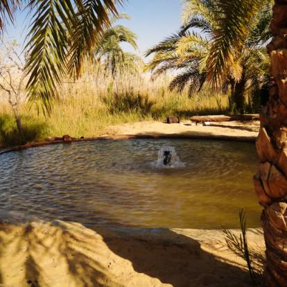 Voyage en Egypte : Majestueux Oasis du Désert Occidental