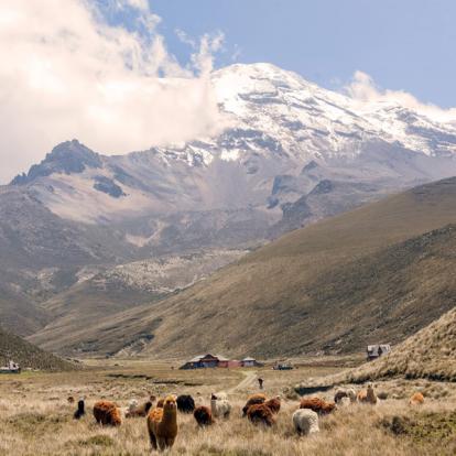 Circuit en Equateur : Autotour en Liberté