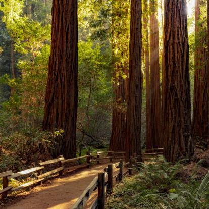 Circuit aux Etats-Unis : La Californie et Les Grands Parcs