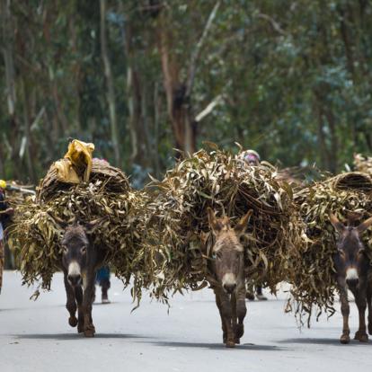 Addis-Abeba Voyage en Ethiopie : Découverte des Déserts et Volcans D’Ethiopie