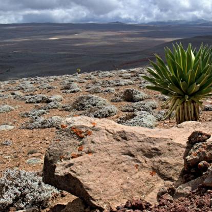 Circuit en Ethiopie : Trek dans les Montagnes du Simien Et du Bale