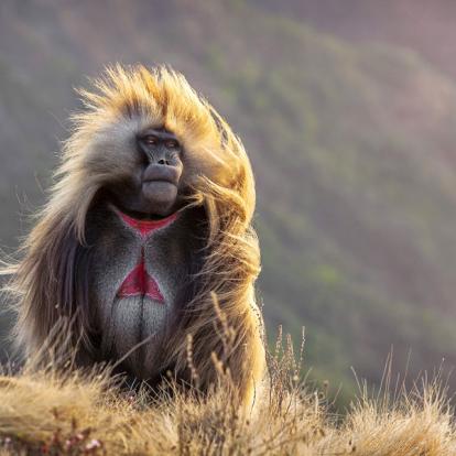 Voyage en Ethiopie : Trek dans les Montagnes du Simien Et du Bale