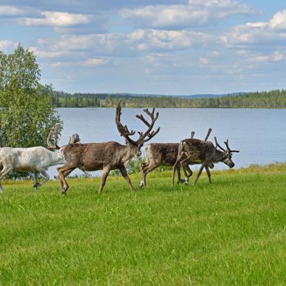 Circuit en Finlande : Aventures en Terre Lapone