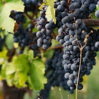 Circuit en Géorgie : La Route des Vins