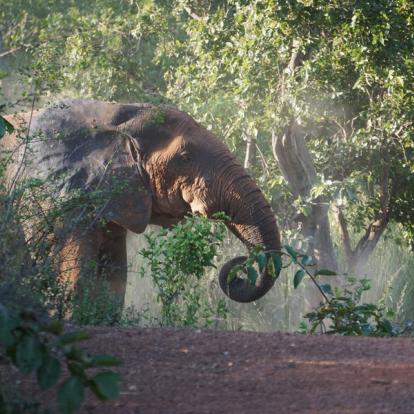 Mole NP Voyage au Ghana: Escapade dans le Ghana Authentique