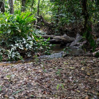 Voyage au Ghana: Randonnées Pédestres et Culturelles