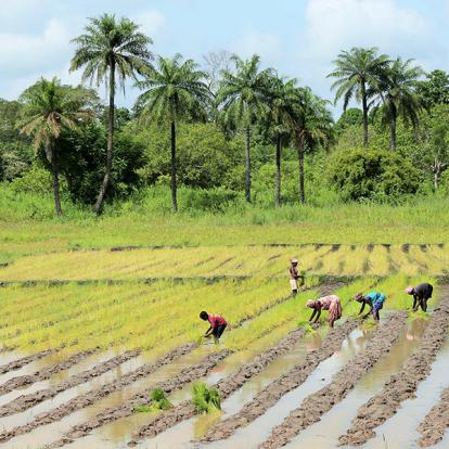 Voyage en Guinée : Monts et Merveilles