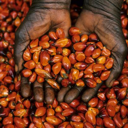 Voyage en Guinée : Les Rivières du Sud