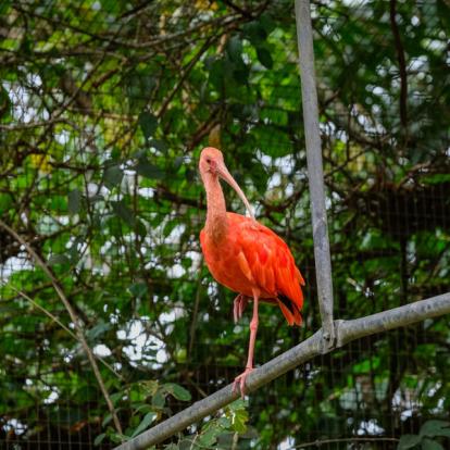 Voyage en Guyane : Les Incontournables en Guyane