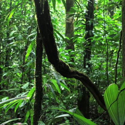 Voyage en Guyane : Séjour « Sport et Nature »