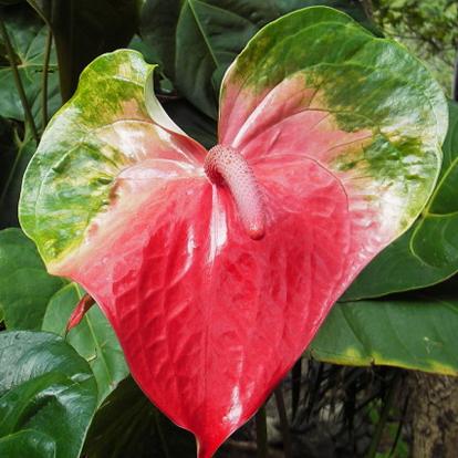 Anthurium Trekking à La Réunion: Sur les hauteurs de la Réunion