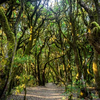 Circuit aux Iles Canaries : Balades au Cœur des Parcs Nationaux