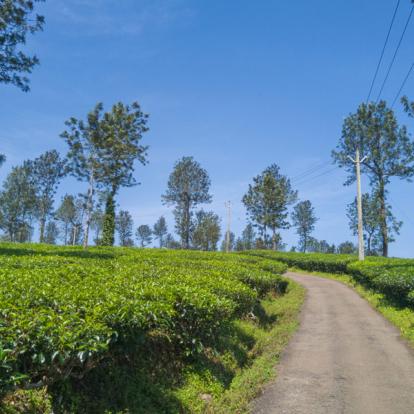 Circuit en Inde : La Magie du Kerala à Vélo