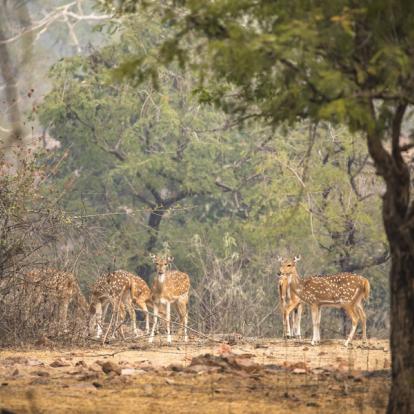 Voyage en Inde : Circuit Découverte Hors des Sentiers Battus