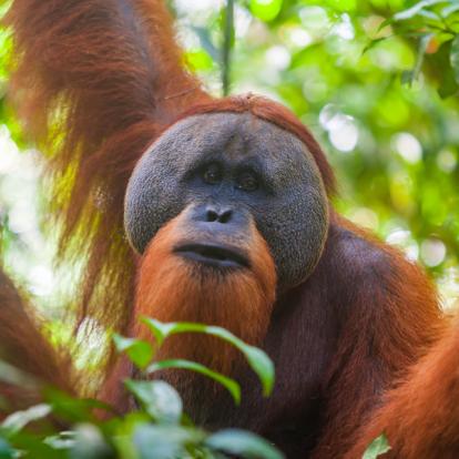 Voyage en Indonésie : Sumatra, Ourangs-Outans et Peuple Batak