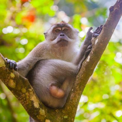 Voyage en Indonésie - Sumatra, Ourangs-Outans et Peuple Batak