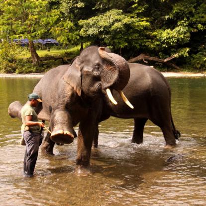 Voyage en Indonésie : Sumatra, Ourangs-Outans et Peuple Batak