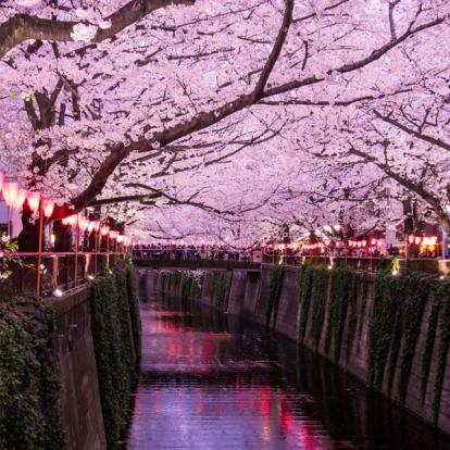 Voyage au Japon : Le Temps des Cerisiers