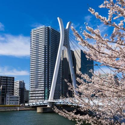 Circuit au Japon : Le Temps des Cerisiers