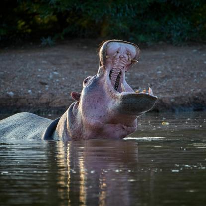Safari au Kenya : A la découverte des Parcs Kenyans