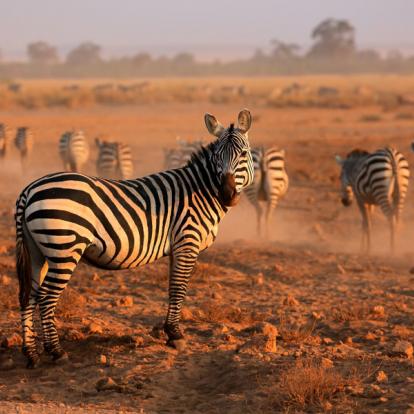 Voyage au Kenya : A la découverte des Parcs Kenyans