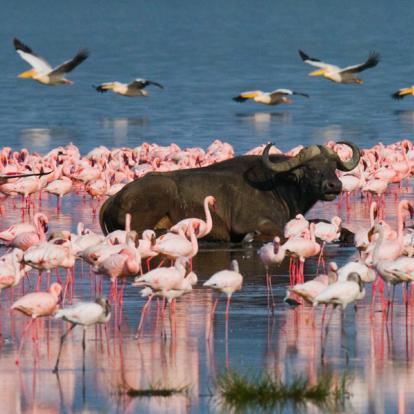 Voyage Kenya : A la découverte des Parcs Kenyans