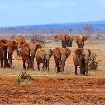 Voyage au Kenya : A la découverte des Parcs Kenyans