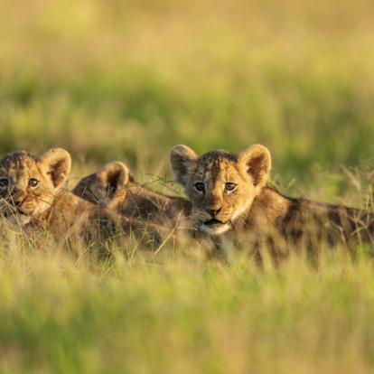 Safaris au Kenya : Escapade Kenyanne