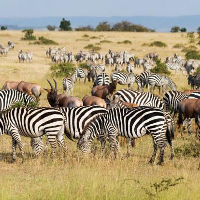 Kenya : La Vallée du Rift, Menengai,Aberdares et Masai Mara